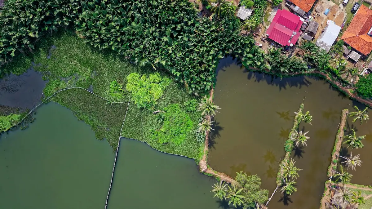Aerial view of lush Rung Dua Bay Mau mangrove forest
