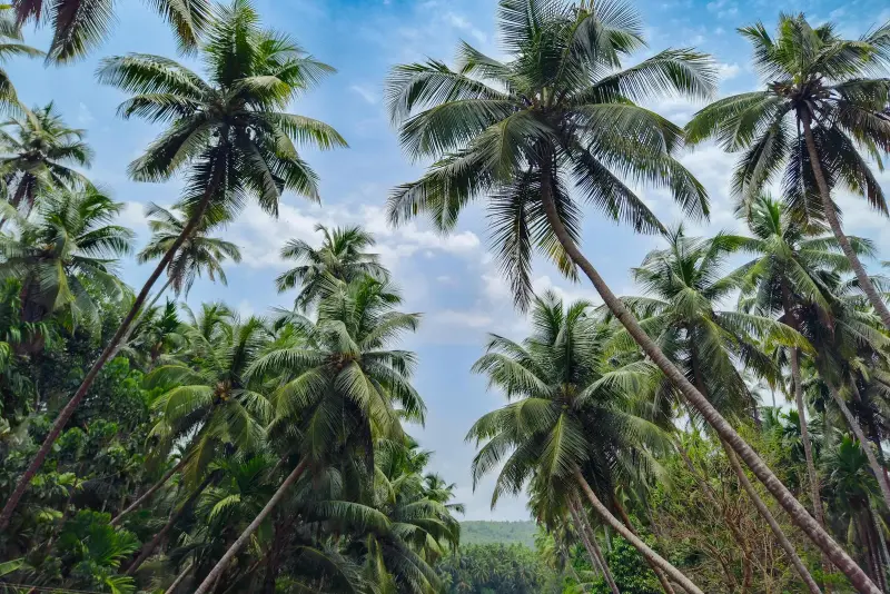 Đà Nẵng to Rừng dừa Bảy Mẫu